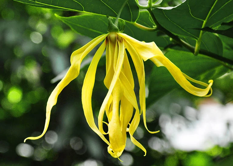 10 loài hoa thơm quyến rũ nhất hành tinh: Số 4 Chanel tin dùng 