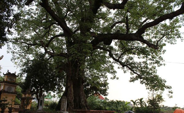 Đền Mõ là một quần thể sinh động có cây gạo đại thụ, nằm trên dải đất Nghi Dương với diện tích 2,5 ha, hoa gạo rực đỏ, cành lá xum xuê, che mát 5 gian tiền đường.