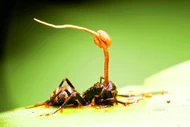 Nấm ký sinh trong hổ phách 99 triệu năm tuổi 