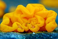 Sự thật bất ngờ về "khối não vàng" bí ẩn bung xòe trên cây 