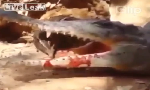 Cá sấu thông minh giả chết bẫy chim rừng