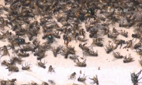 30 hộ dân sống chung với ruồi ở Bình Phước