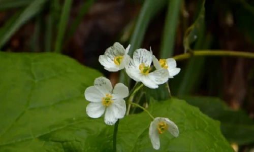 Kỳ lạ loài hoa trở nên trong suốt khi gặp mưa