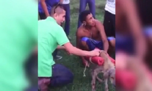 Phẫn nộ cảnh buộc pháo hoa vào chó và cho nổ tung