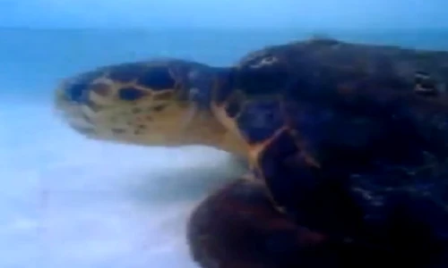 Ngạc nhiên rùa biển tấn công cá mập