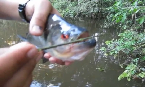 Rợn người chứng kiến hàm răng sắc nhọn của cá Piranha