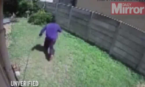 Clip: Trộm vặt gặp siêu chó