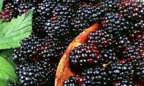 Tác dụng kỳ diệu của quả dâu ta