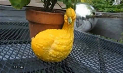 Bật cười với hình dáng giống người của rau củ quả