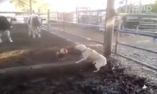 Trận hỗn chiến giữa chó và gà trống