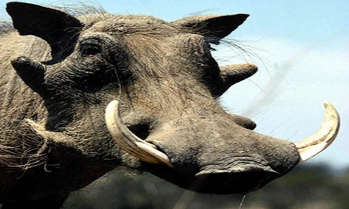 Bị lợn rừng tấn công, một phụ nữ Quảng Ngãi chết thảm