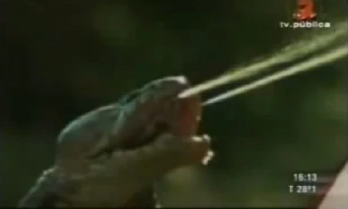 Ghê rợn rắn hổ mang phun nọc độc vào mắt sư tử