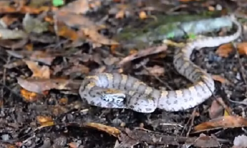 Kỳ lạ loài rắn có thể thay đổi màu sắc cơ thể