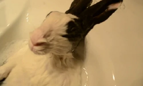 Clip thỏ tắm như người gây sốt mạng