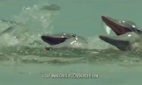 Thú vị xem cá heo thông minh săn mồi