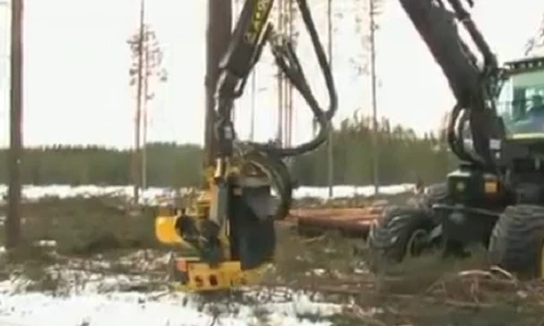 Hạ gục thông cao 20m chỉ trong tích tắc