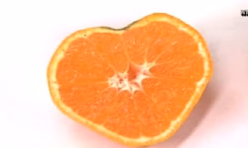 Khám phá bí quyết trồng quýt hình trái tim ở Nhật