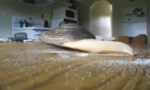 Clip nghêu ăn vụng muối