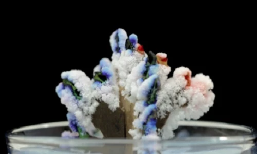 Những màn ảo thuật kinh ngạc dễ làm với muối