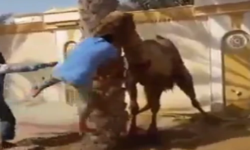 Clip: Lạc đà nổi cơn điên ngoạm đầu, ném người xuống đất