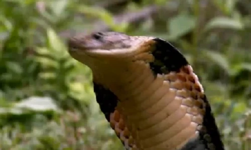 Clip: Sửng sốt loài rắn biết bay