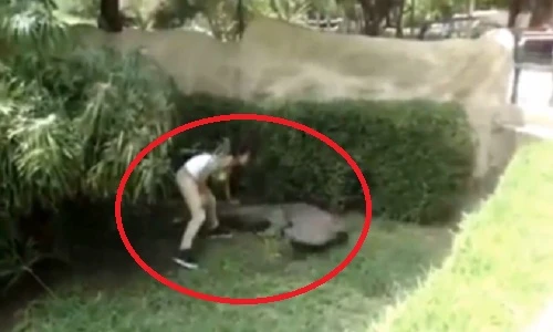 Gái trẻ liều mạng trêu chọc cá sấu trong công viên