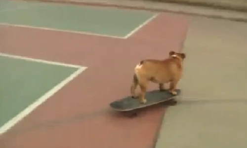 Kỳ lạ lớp học trượt ván dành cho các chú chó