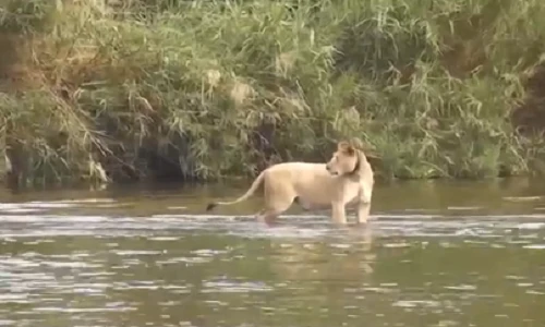 Clip sư tử cái phát điên vì bị cá sấu ăn mất con
