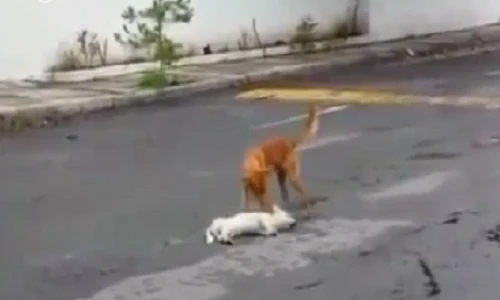 Cảm động chú chó biết xót thương đồng loại