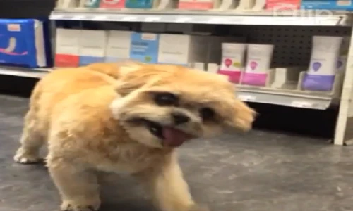 Chú chó hài hước nhất thế giới