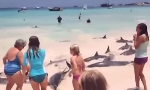 Kỳ lạ đàn cá heo lên bờ “giỡn” với khách du lịch