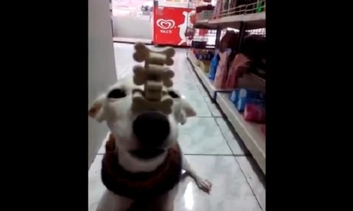 Thích thú xem chó làm xiếc với những mẩu xương