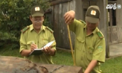 Kiểm lâm bảo kê cho lâm tặc tại Quảng Nam
