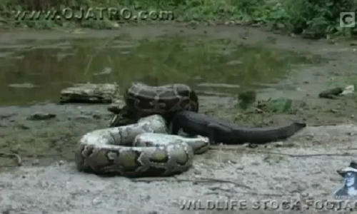 Rùng rợn cảnh cá sấu dễ dàng bị trăn nuốt chửng