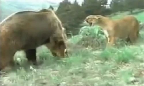 Sư tử lì lợm xua đuổi gấu để bảo vệ con