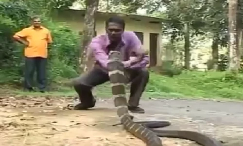 Bắt rắn hổ chúa khủng bằng tay không