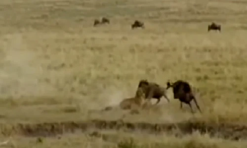 Linh dương mẹ phản đòn báo gấm để bảo vệ con