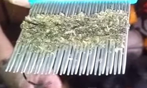 Kinh hãi cảnh chải đầu ra hàng ngàn con chấy