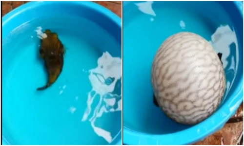 Bất ngờ cá nóc biến thành quả bóng để tự vệ