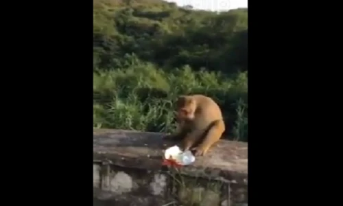 Clip: Chú khỉ mất vía vì trò đùa quái ác