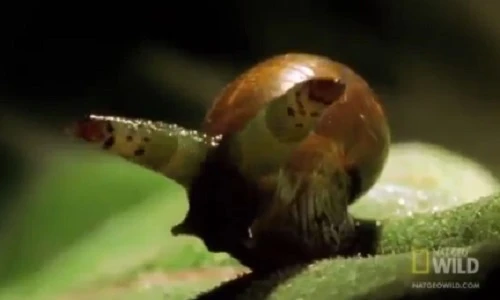 Khiếp sợ cảnh ký sinh trùng làm thịt ốc sên