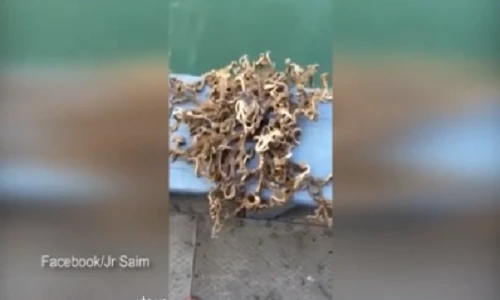 Ngư dân bàng hoàng bắt được "quái vật biển"