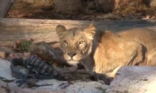 Người đàn ông liều mạng nhảy vào chuồng sư tử