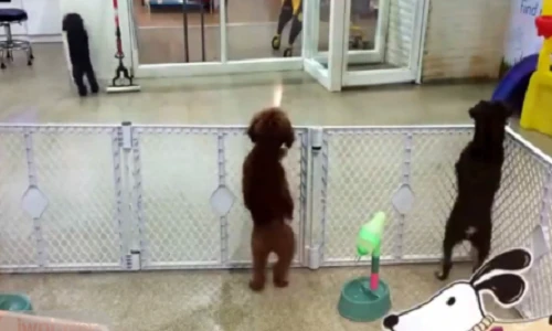 Choáng với chú chó nhảy như vũ công chuyên nghiệp