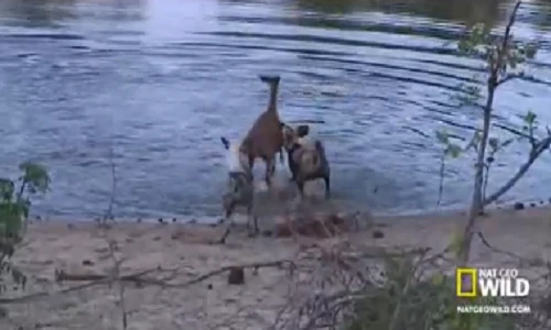 Chó hoang lôi tuột linh dương lên bờ xẻ thịt