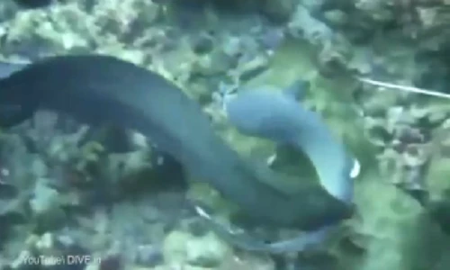 Lươn khổng lồ suýt nuốt chửng cá mập