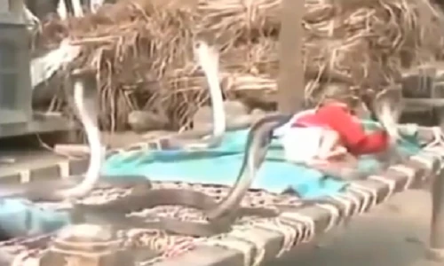 Kỳ lạ 4 con rắn bảo vệ em bé khi ngủ