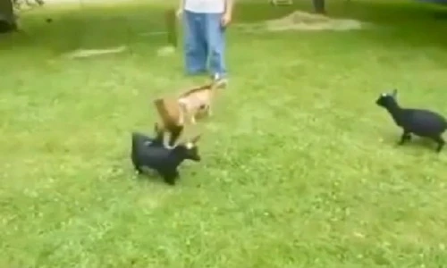 Cười tít mắt xem con dê thích nhào lộn