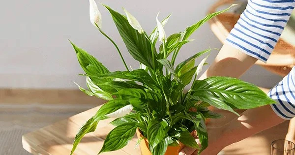 Trồng ngay 3 cây phong thủy vàng, thu hút tài lộc cực mạnh