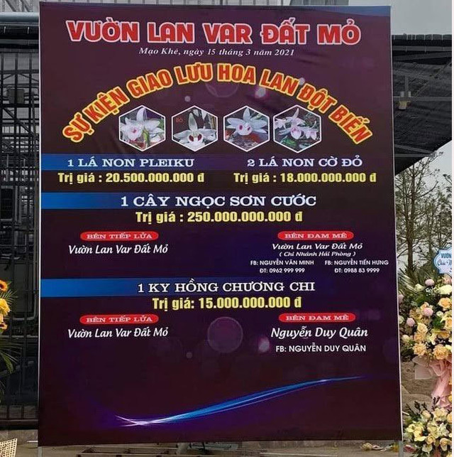 Lý do khó xử lý vụ bán lan đột biến 250 tỷ ở Quảng Ninh Ly do kho xu ly vu ban lan dot bien 250 ty o Quang Ninh
